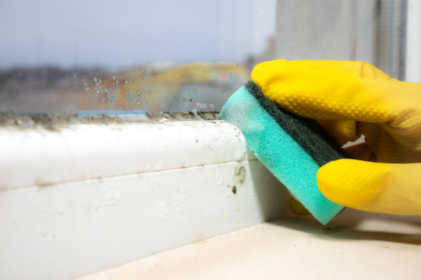 Best Residential Mold Removal  in Oak Park Heights, MN