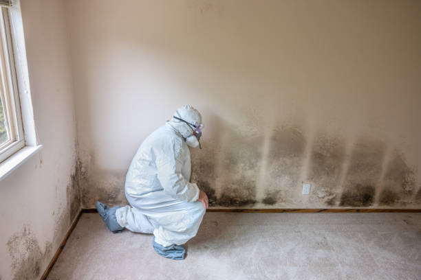 Best Commercial Mold Removal  in Oak Park Heights, MN
