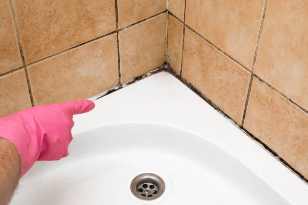 Best Toxic Mold Removal  in Oak Park Heights, MN
